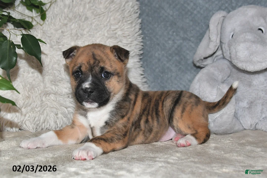 Mixed Breed dogs for sale: Rusty - Ad 4