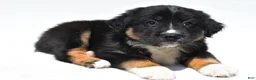 Australian Shepherd dogs for sale: Fluffy - Ad 7