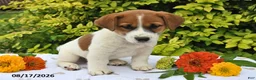 Mixed Breed dogs for sale: Diesel - Ad 3