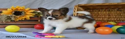 Papillon dogs for sale: Turbo - Ad 4