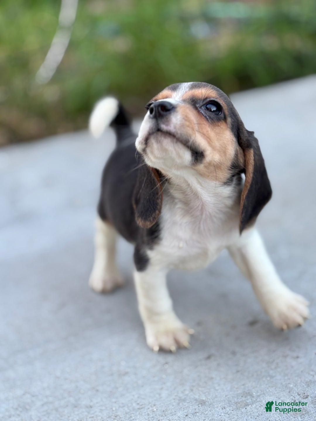 Beagle dogs for sale: Duke - Ad 4