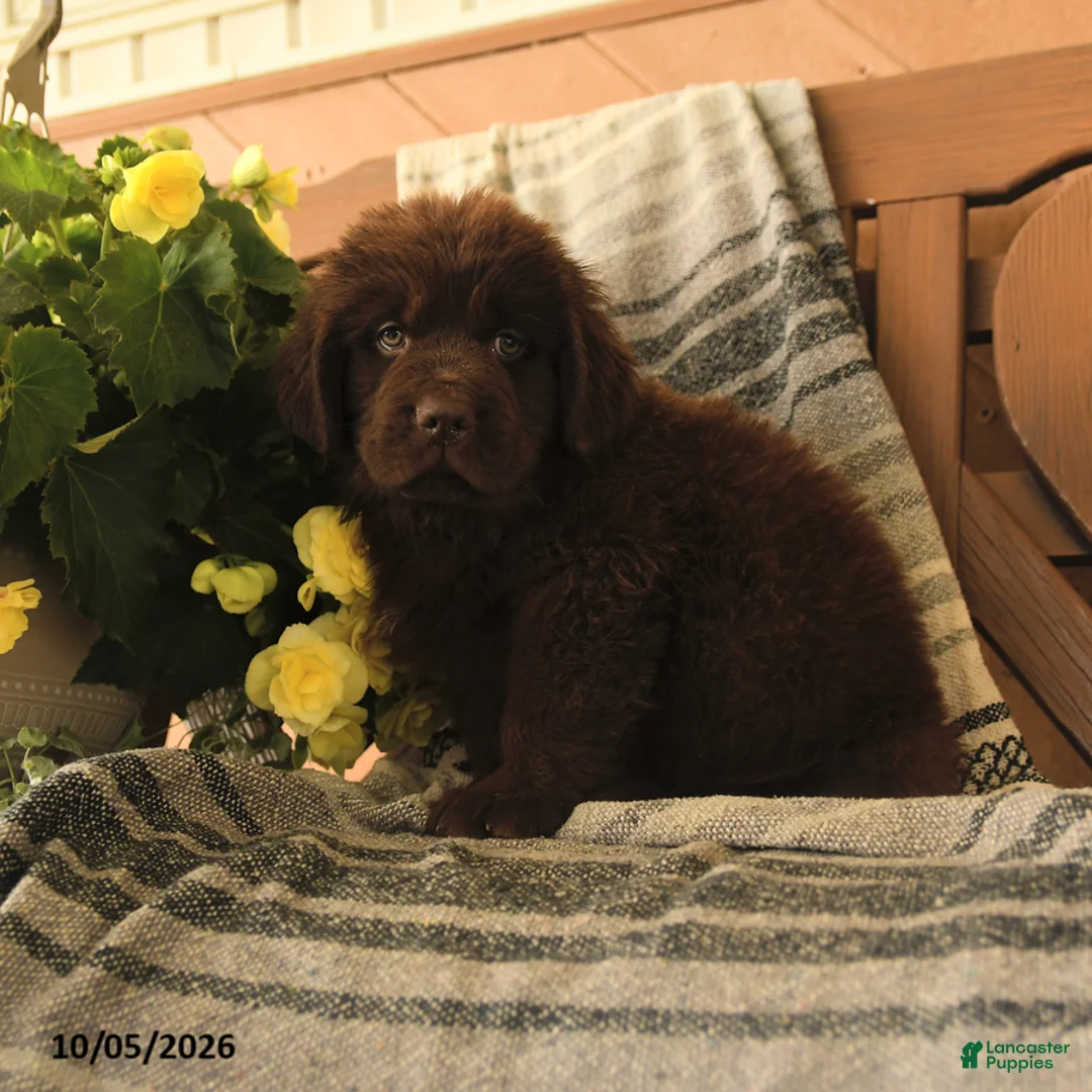Newfoundland dogs for sale: Mint - Ad 2