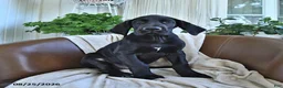 Great Dane dogs for sale: Bango - Ad 3