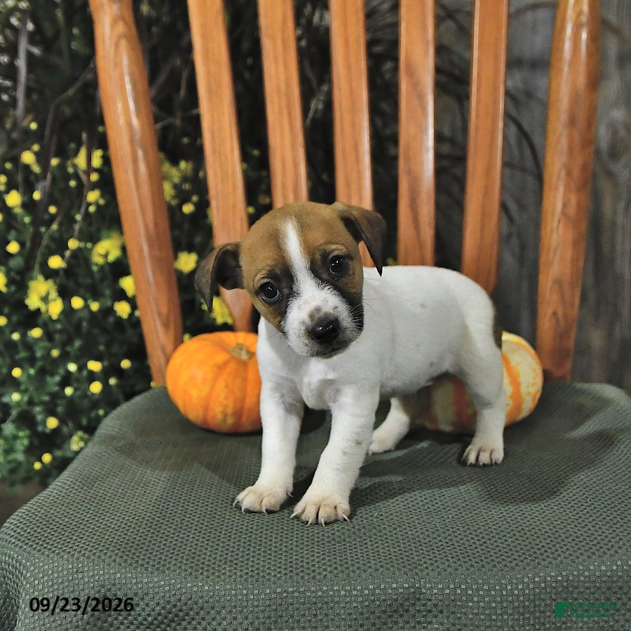 Jack Russell Terrier dogs Florence - Ad 2