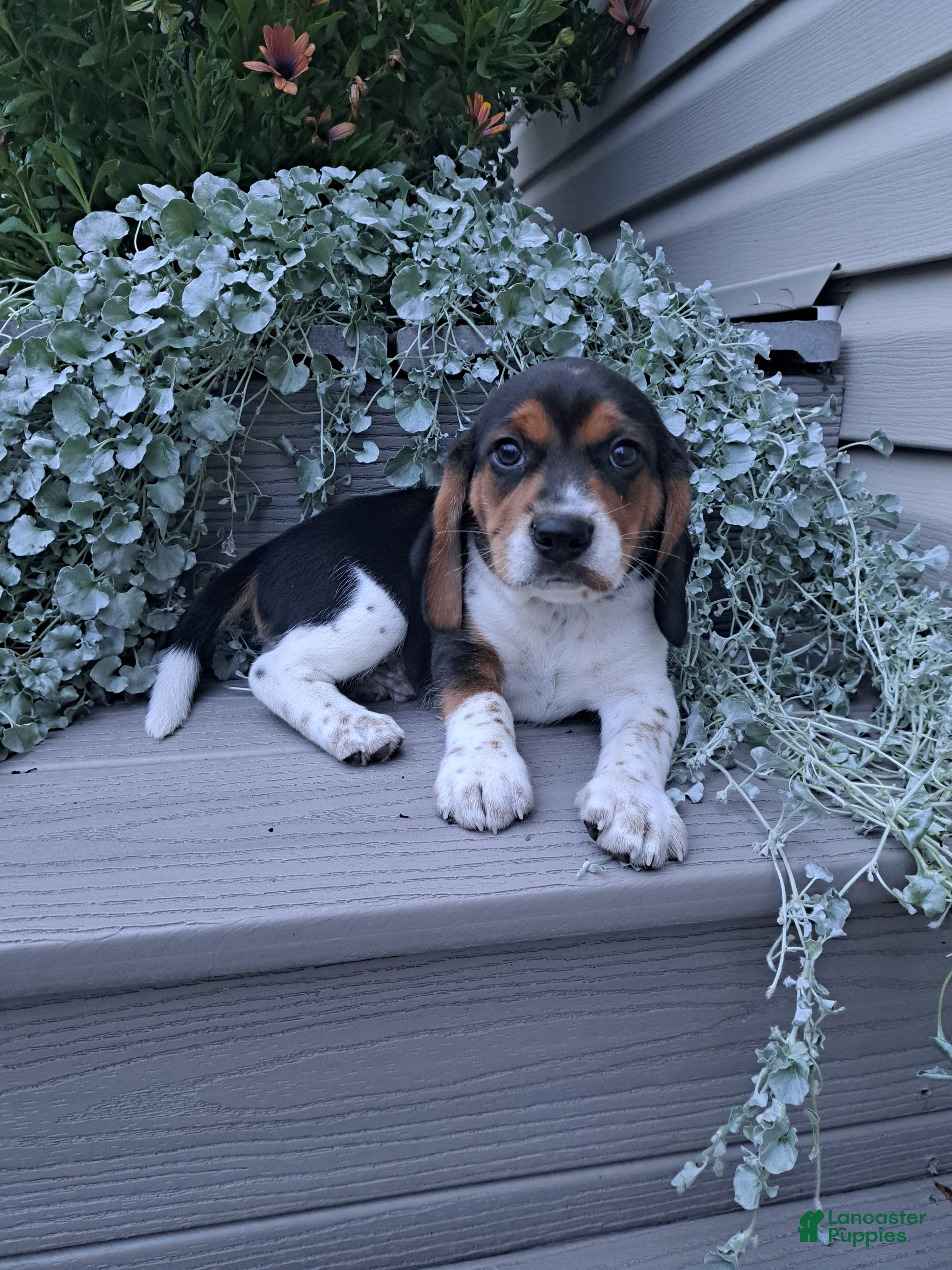 Beagle dogs BENJI - Ad 2
