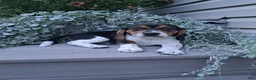 Beagle dogs for sale: BENJI - Ad 2