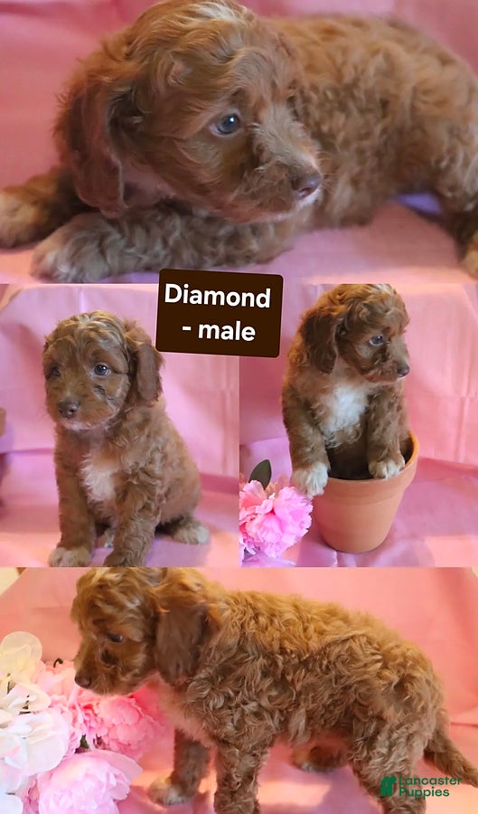 Cockapoo dogs Diamond - Ad 8