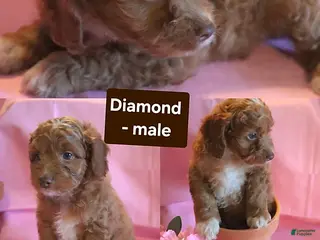 Cockapoo dogs Diamond - Ad 8