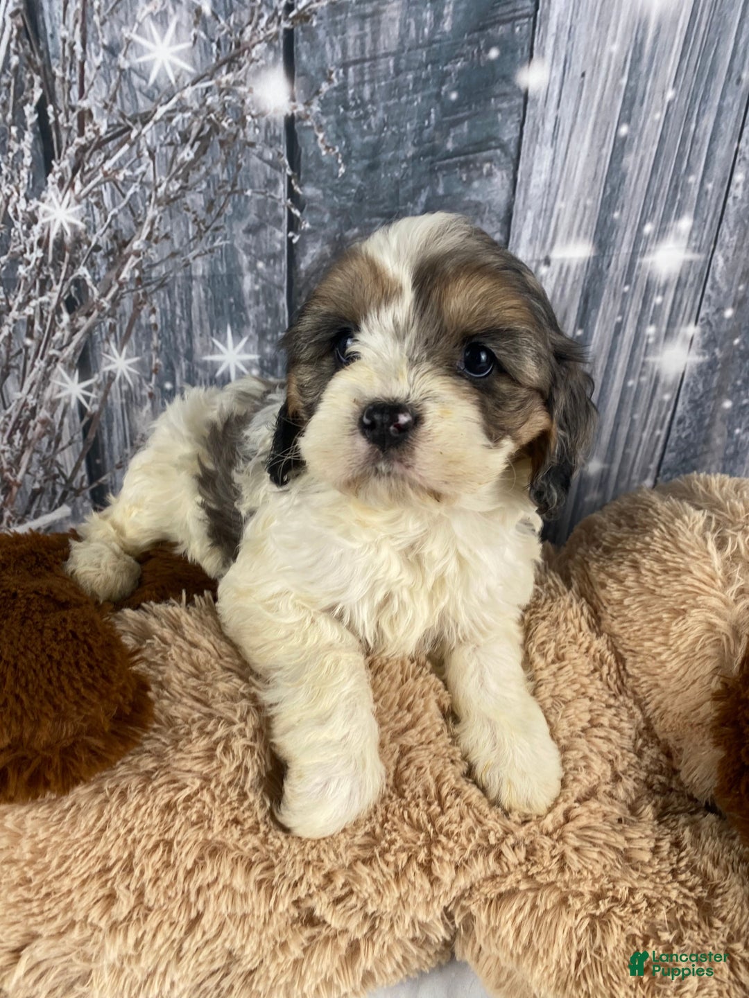 Cavapoo dogs for sale: Jessica - Ad 1