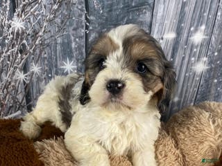 Cavapoo dogs Jessica - Ad 24