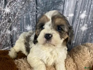 Cavapoo dogs Jessica - Ad 15