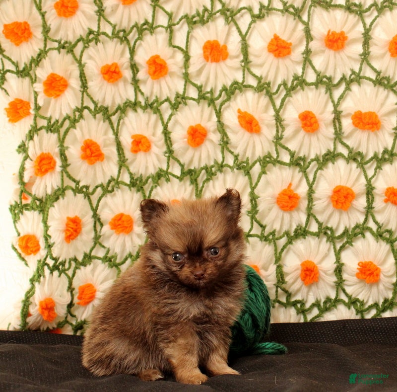 Pomeranian dogs kirk - Ad 1