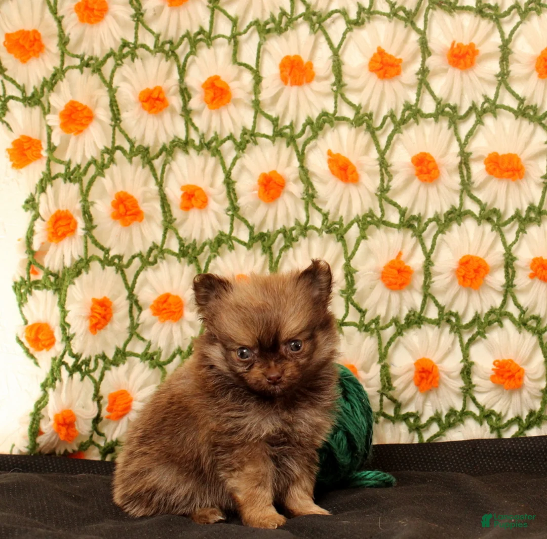 Pomeranian dogs for sale: kirk - Ad 1