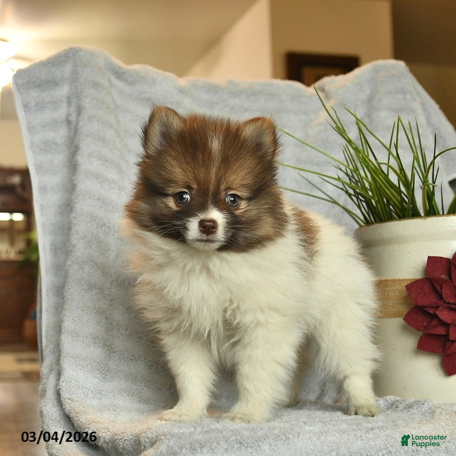 Pomeranian dogs Kelly  - Ad 1