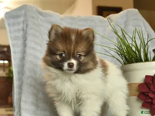 Pomeranian dogs for sale: Kelly - Ad 4