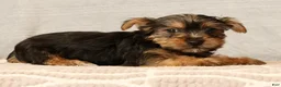 Yorkshire Terrier dogs for sale: Hunter - Ad 8