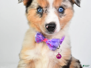 Miniature Australian Shepherd dogs Sky - Ad 21