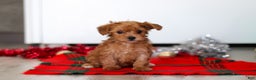 Yorkiepoo dogs for sale: Archie - Ad 5