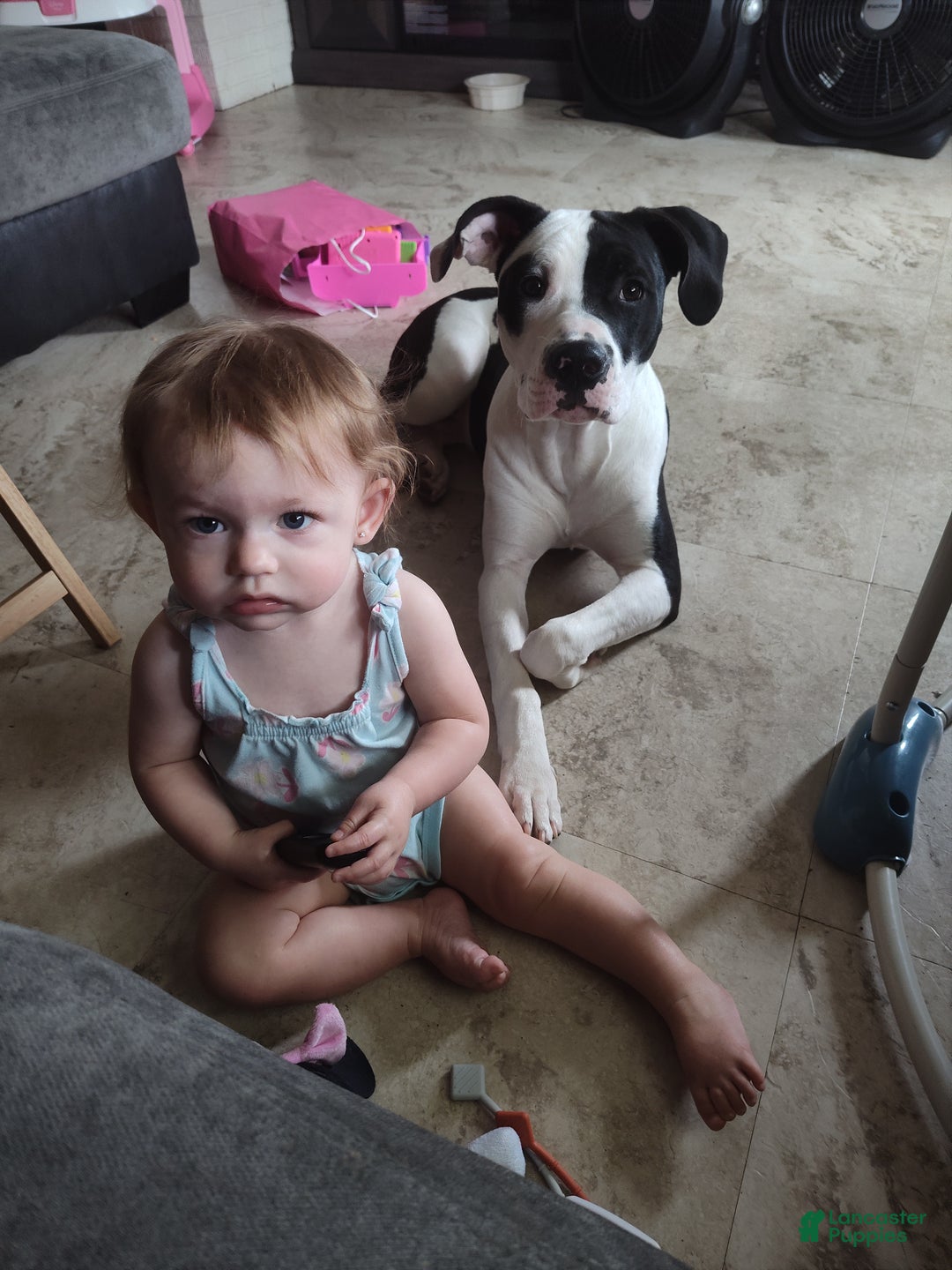 Other breed dogs for sale: Bane - Ad 5