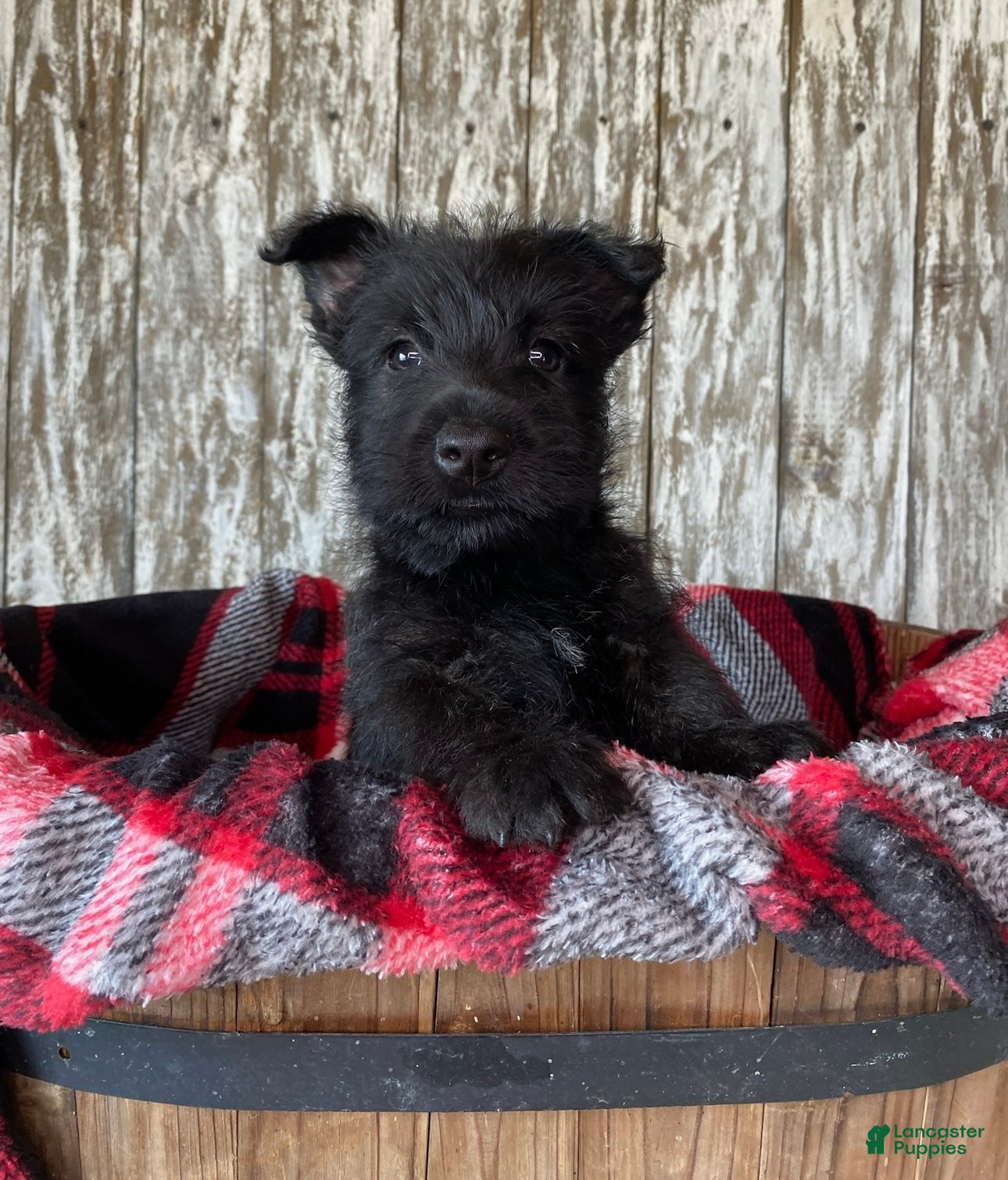 Scottish Terrier Wire Haired Terrier Mix Black Scottish Terrier