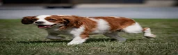 Cavalier King Charles Spaniel dogs for sale: Pecan  - Ad 9