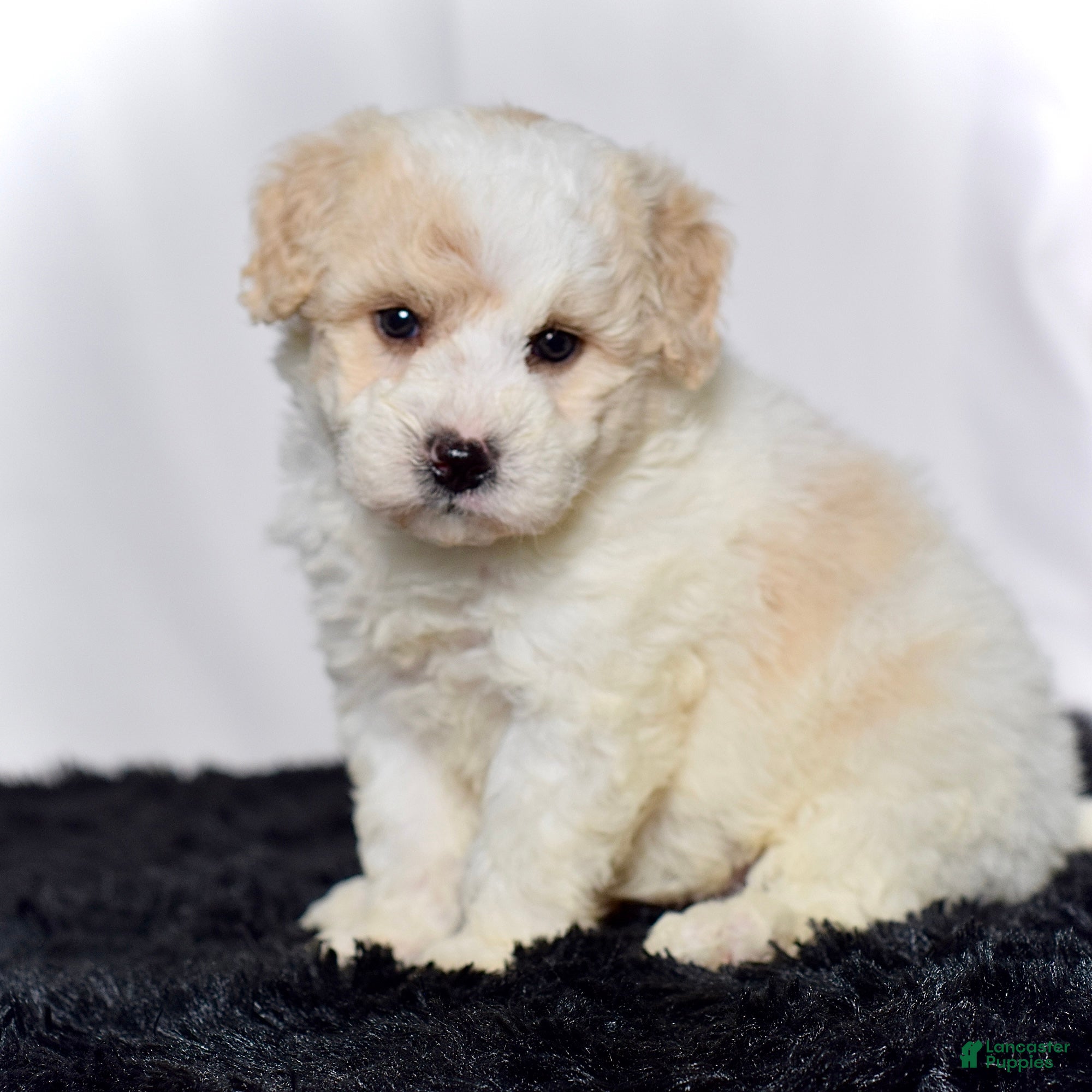 Mini Goldendoodle dogs for sale: Mr. Kaden - Ad 1