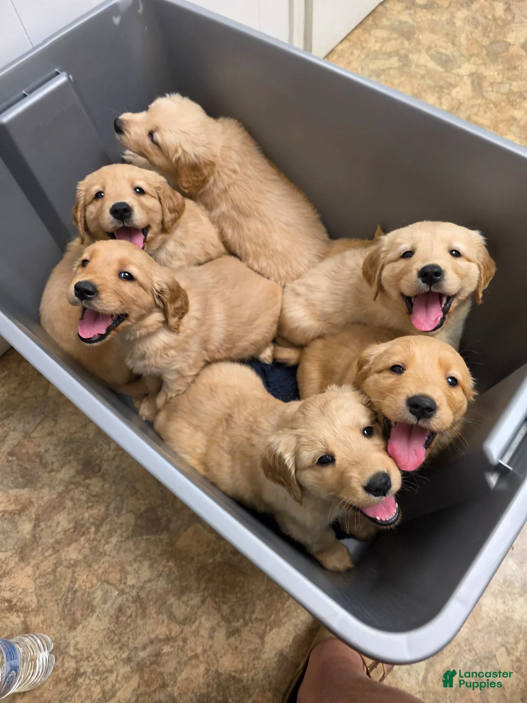 Golden Retriever dogs for sale: Montana (dark blue) - Ad 4