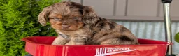 Cockapoo dogs for sale: Baxter - Ad 11