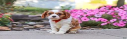 Cavalier King Charles Spaniel dogs for sale: Luca - Ad 5
