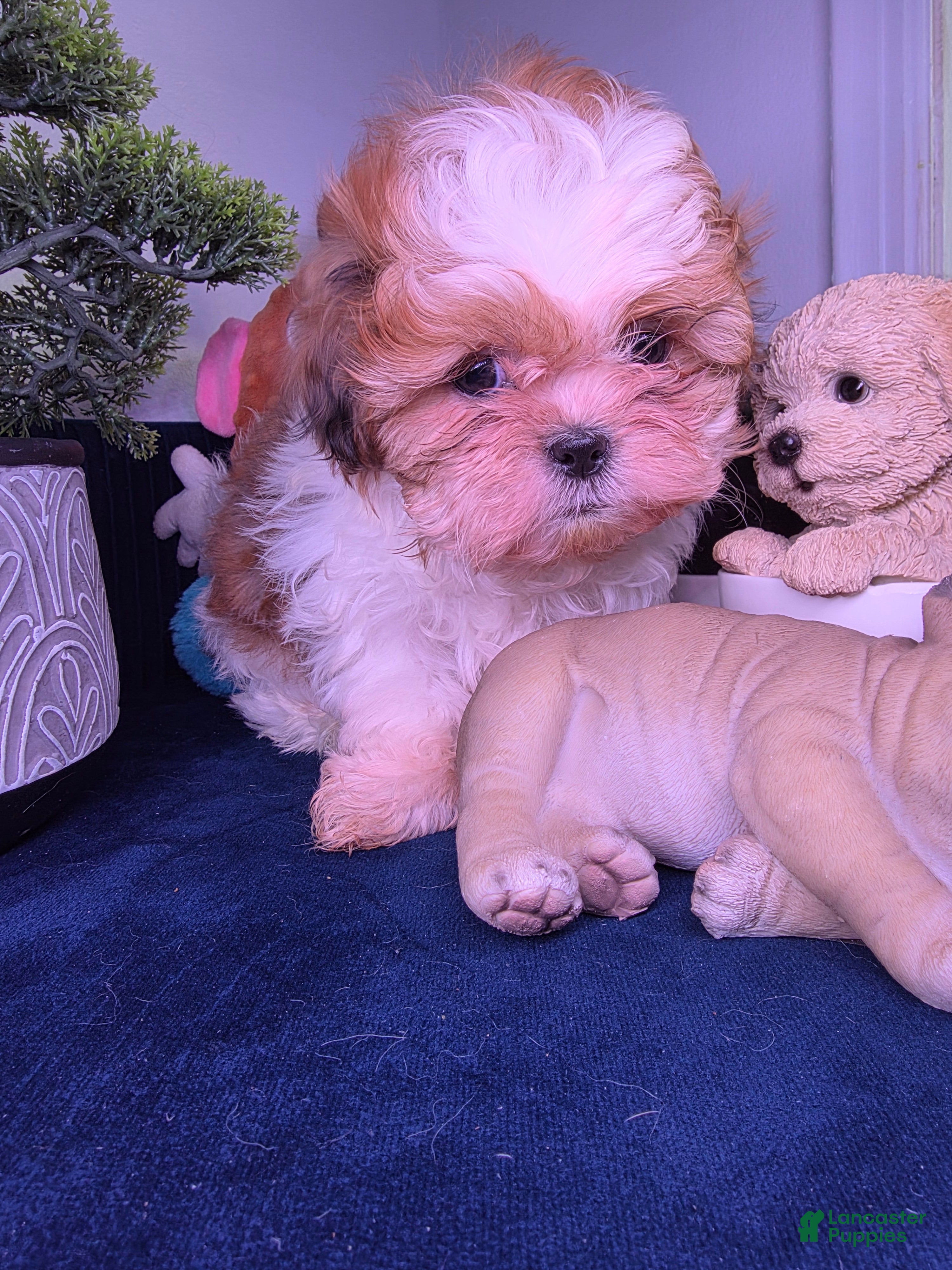 Shih Tzu dogs Shih Tzu leon - Ad 2