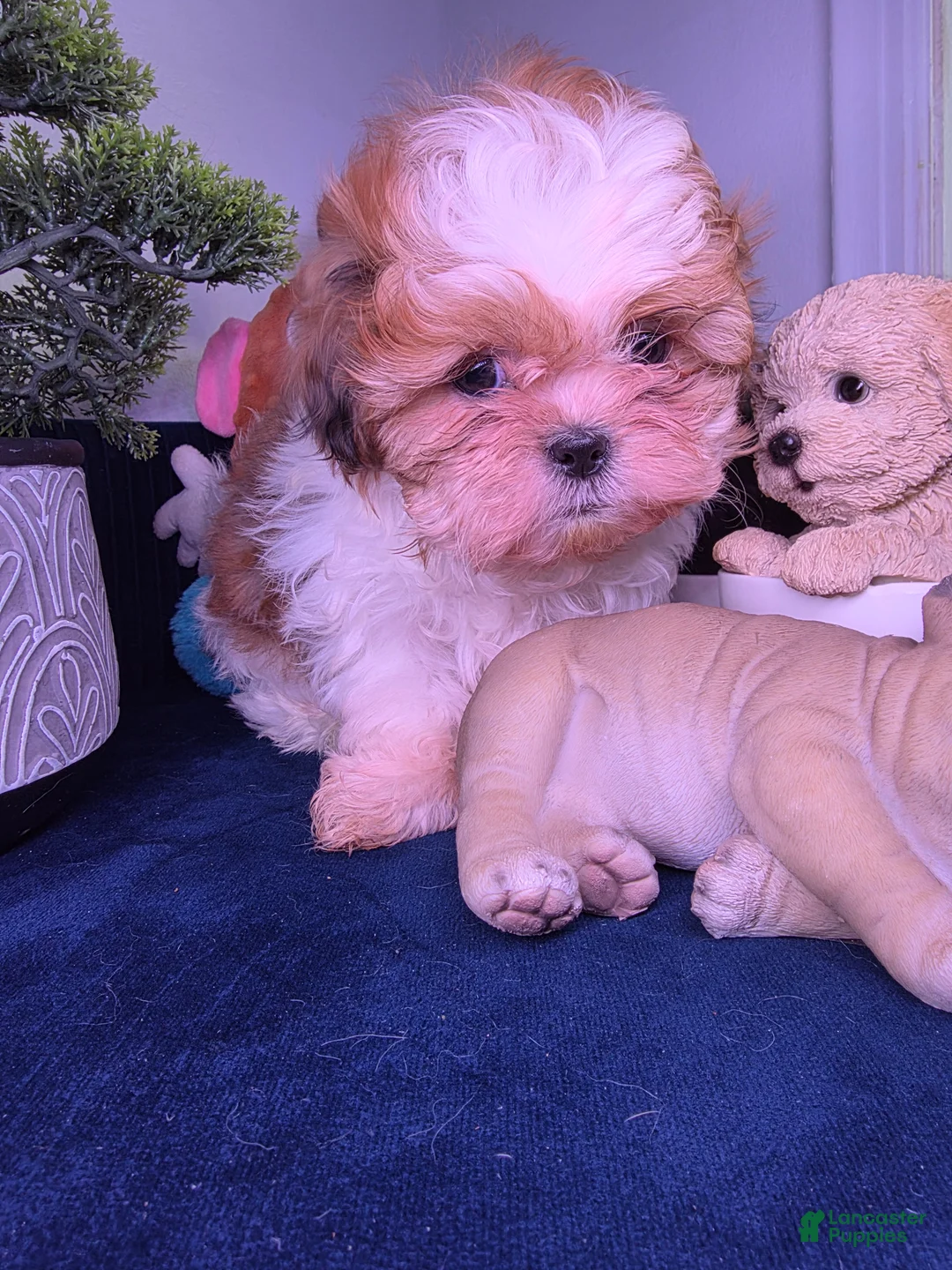 Shih Tzu dogs for sale: Shih Tzu leon - Ad 2