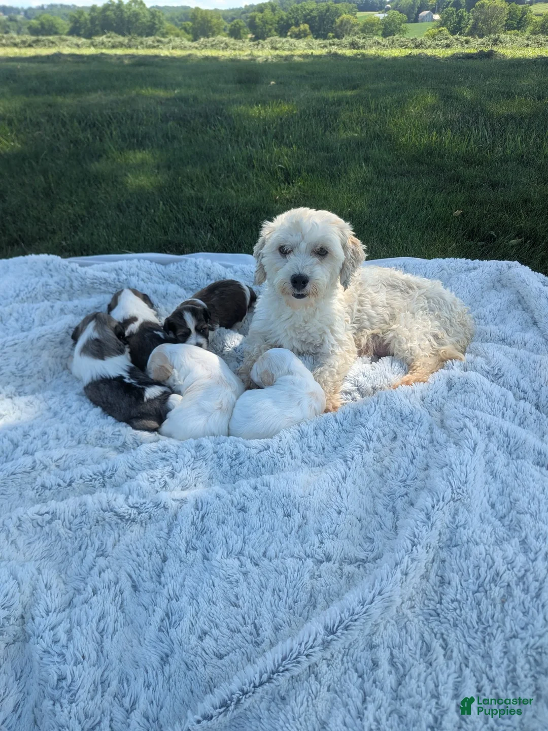 Havanese dogs for sale: Waffles  - Ad 5