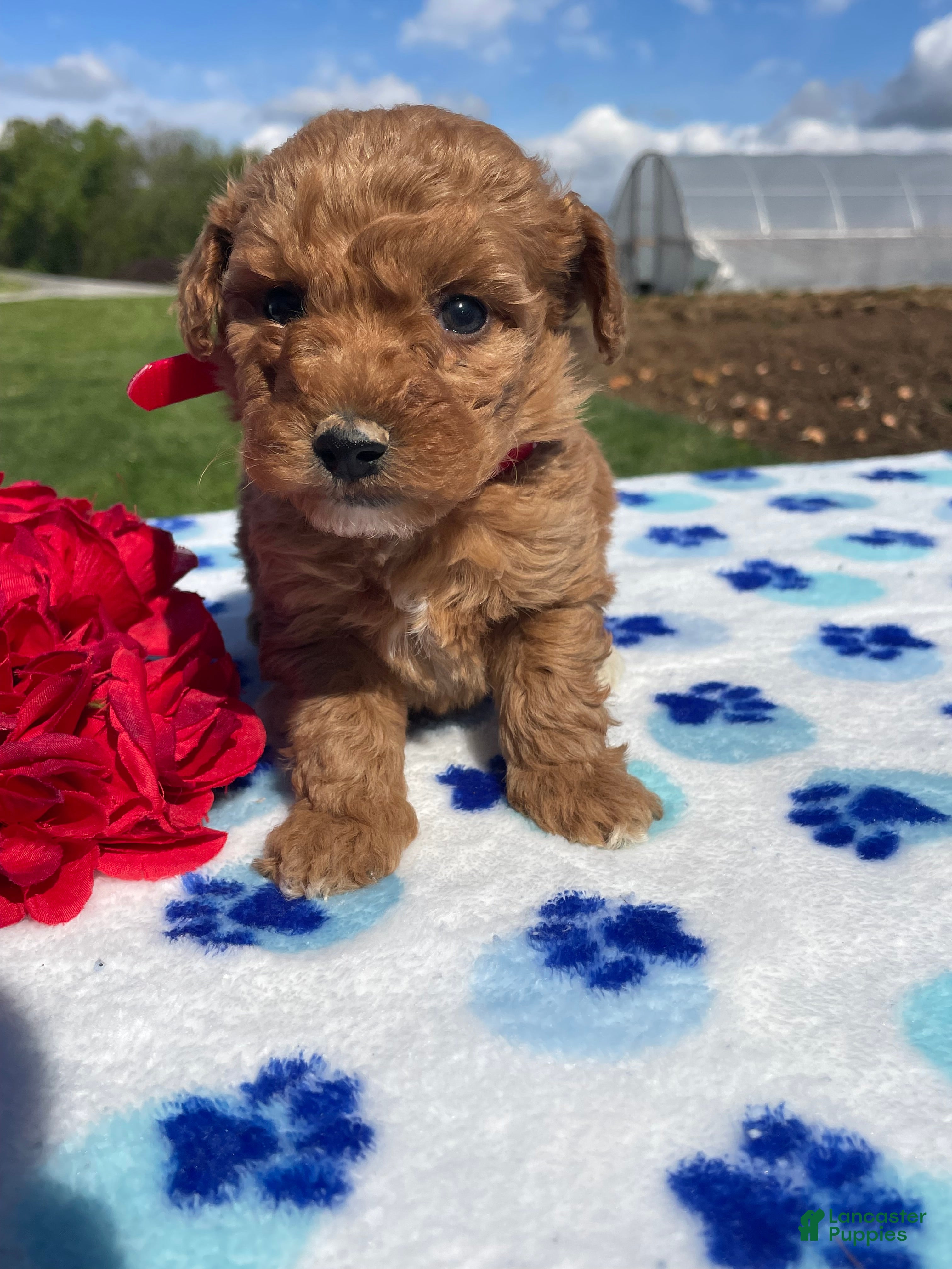 Miniature Poodle dogs Monty - Ad 12