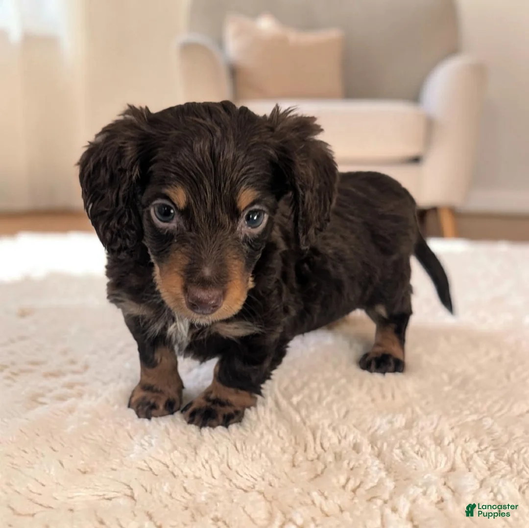 Miniature Dachshund dogs for sale: Pebbles - Ad 2