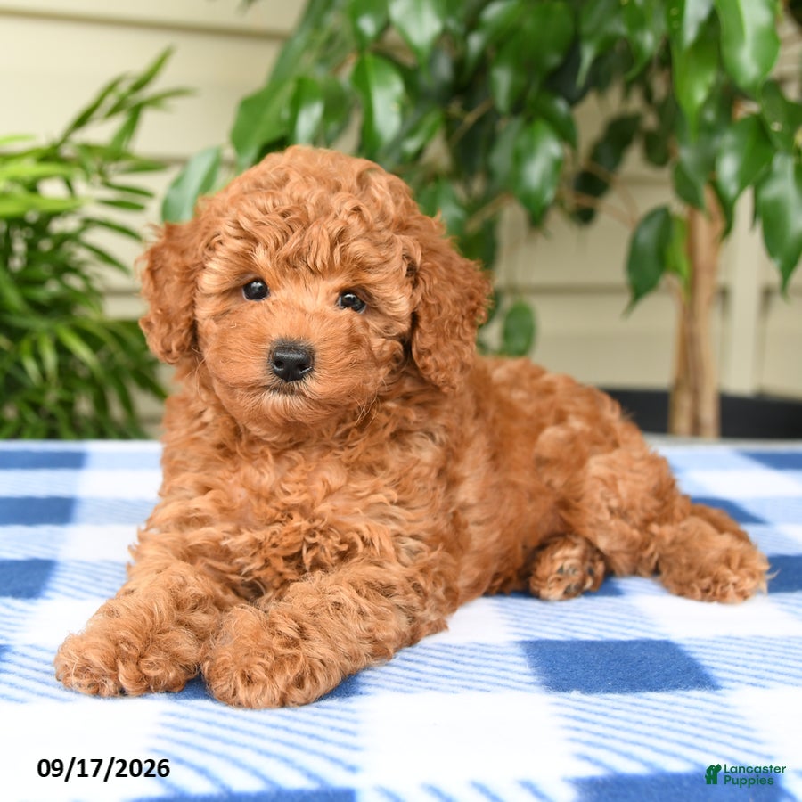 Miniature Poodle dogs Cindy - Ad 2
