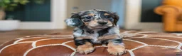 Miniature Dachshund dogs for sale: Pippa - Ad 16