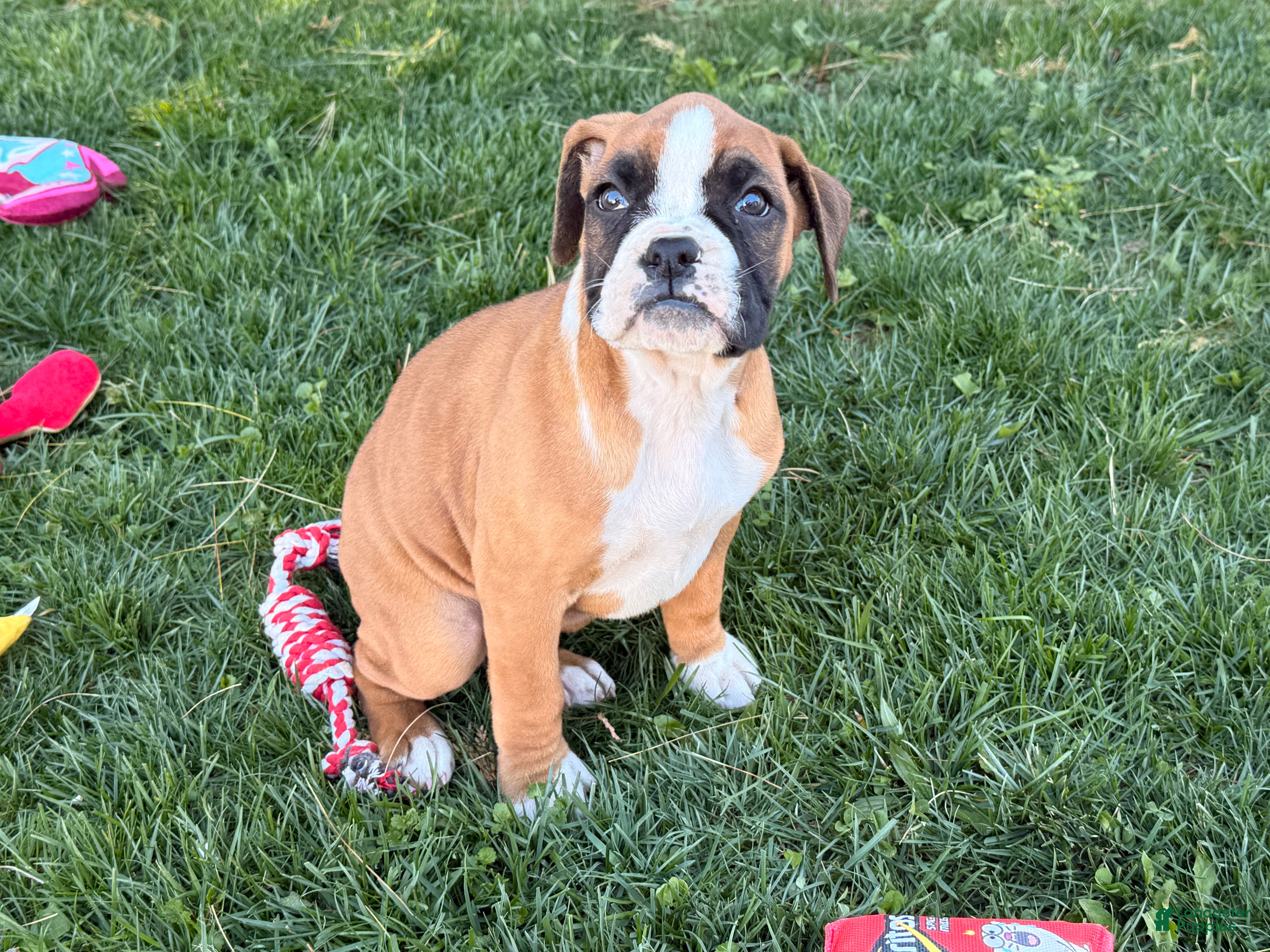 Boxer dogs Sunny - Ad 2