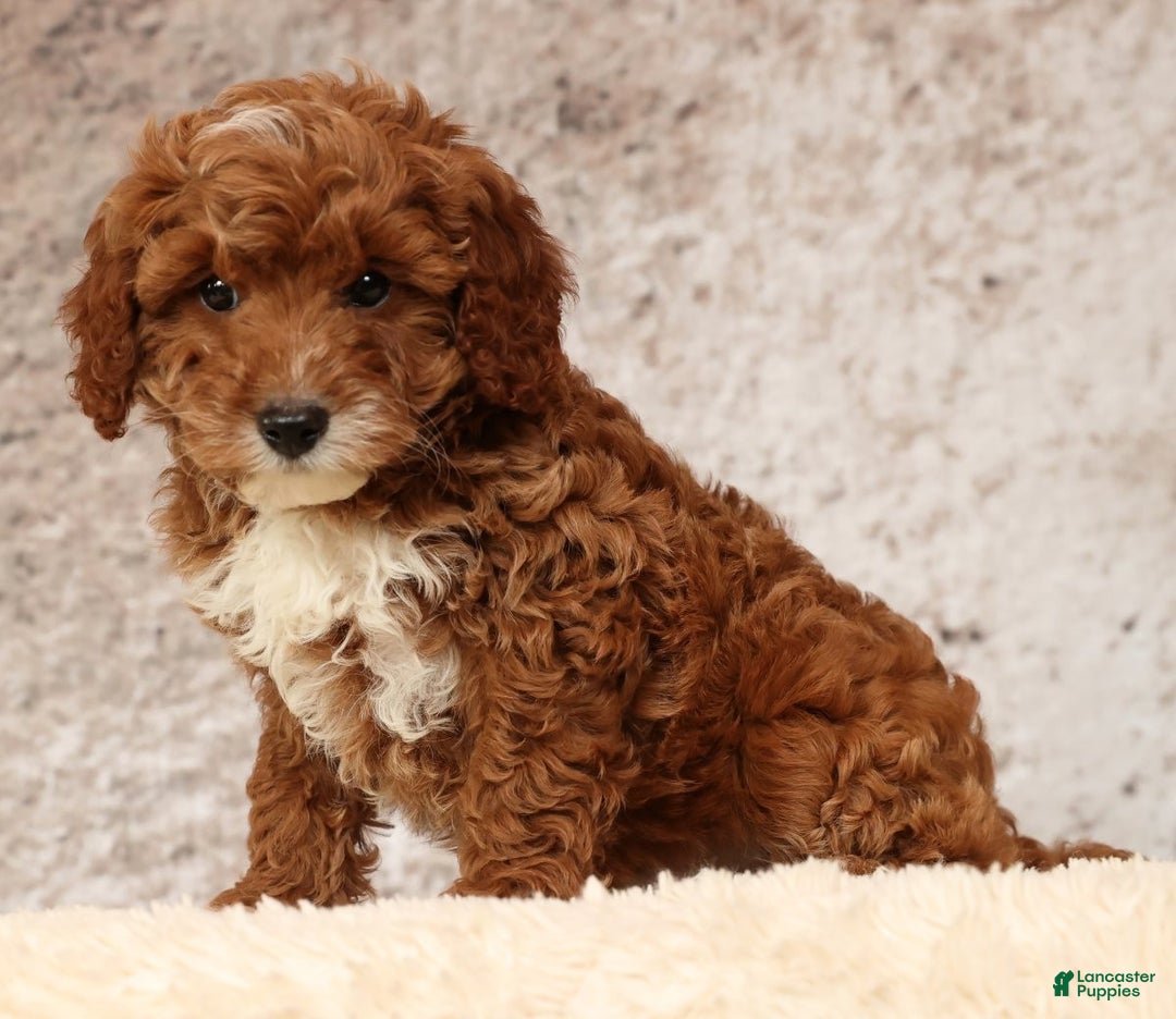 Cavapoo dogs for sale: Nolan - Ad 4