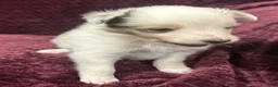 Shetland Sheepdog dogs for sale: Daisy - Ad 4