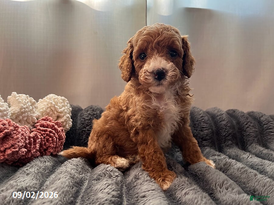 Miniature Poodle dogs Trouble - Ad 1