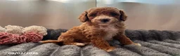 Miniature Poodle dogs for sale: Trouble - Ad 1