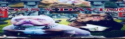 American Bully dogs for sale: American Bully 3 - Ad 7
