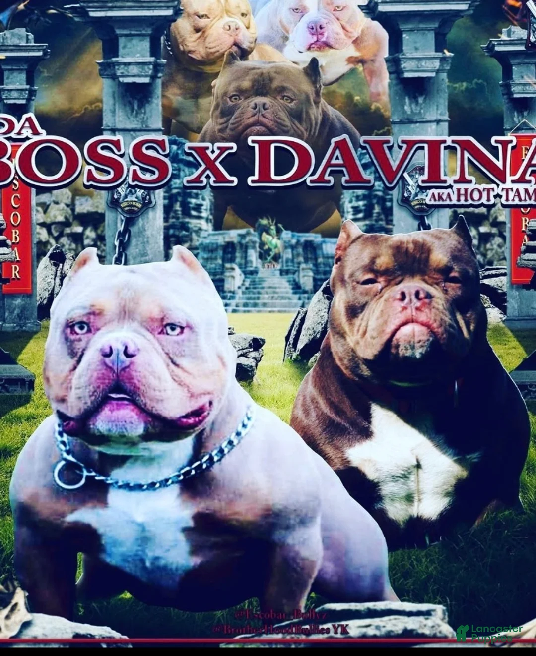 American Bully dogs for sale: American Bully 3 - Ad 7