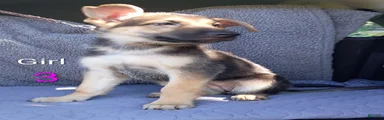 German Shepherd 6