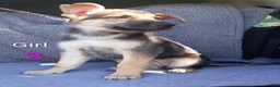 German Shepherd dogs for sale: German Shepherd 6 - Ad 1