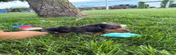 Miniature Dachshund dogs for sale: Chuck - Ad 13