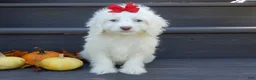 Cockapoo dogs for sale: Angel - Ad 6