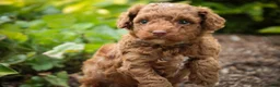 Miniature Poodle dogs for sale: Zena - Ad 1
