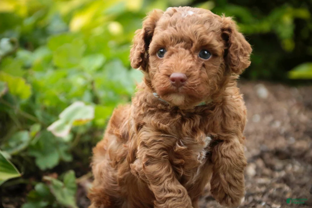 Miniature Poodle dogs for sale: Zena - Ad 1