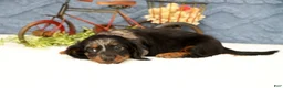 Miniature Dachshund dogs for sale: Jasper - Ad 8